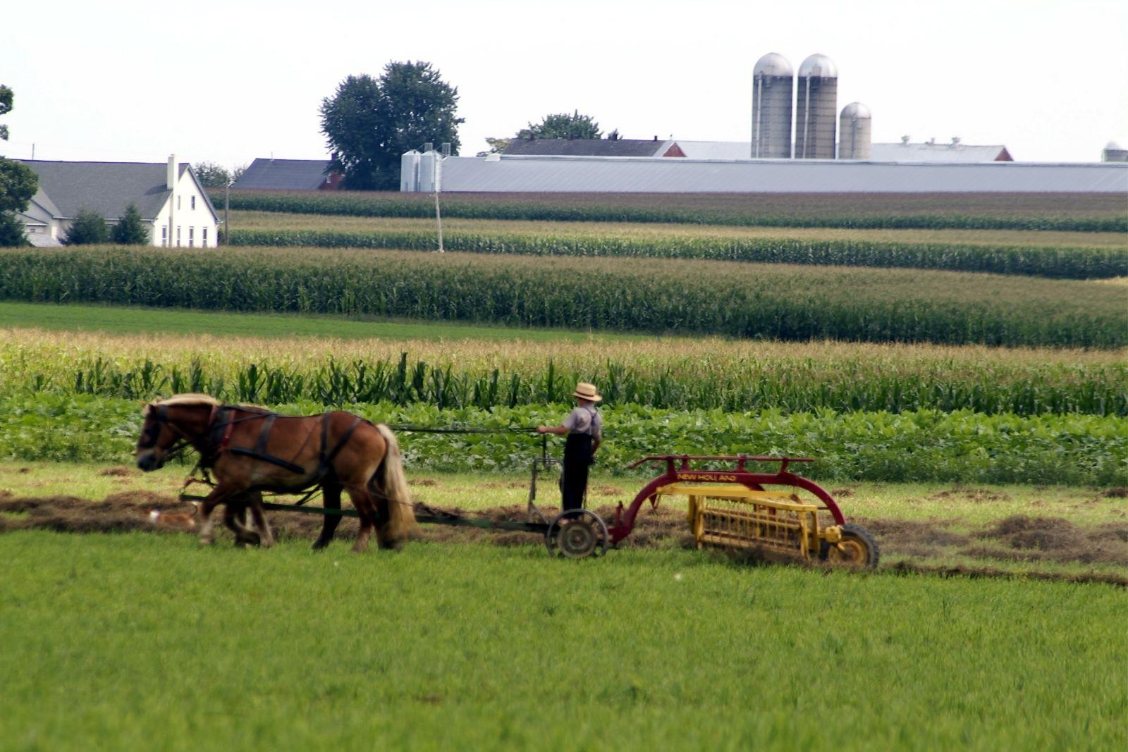 Amish Hotel - Boy Plowing